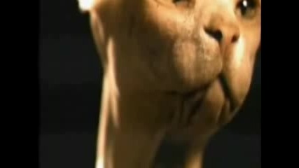 Megadeth - Insomnia