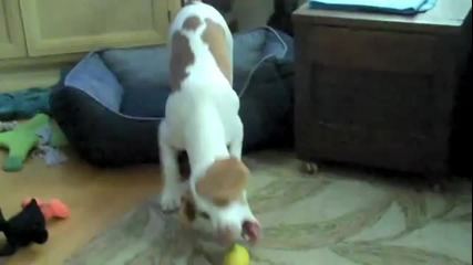 Куче vs. Лимон (смях)