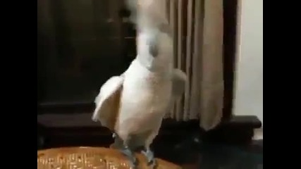 Папагал танцува на "гангнам стайл"