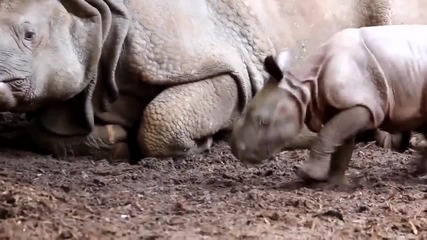 Няма нищо по-очарователно от бебче носорог!
