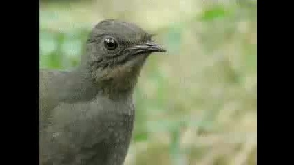 птица имитатор
