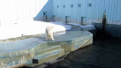 Полярна мечка си играе в зоопарка