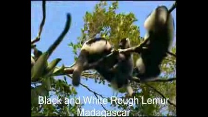 Лемури От Мадагаскар - Сладки Животинки