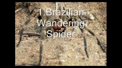 Top 10 Най - отровните паяци на света 