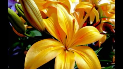 Relaxing Music - Nature colorful Spring flowers 2011
