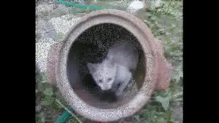 Kotenceto Mi.wmv