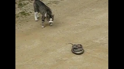 Котка Срещу Змия