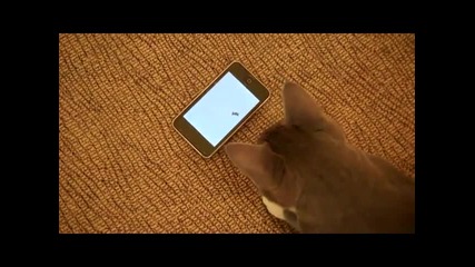Коте се забавлява с телефон 