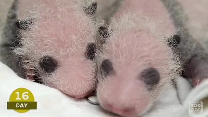 Първите 100 дена на новородени панди :)