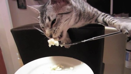Котка се храни с вилица като човек