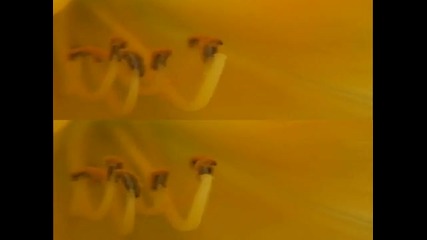 3d Waltz of the Flowers (youtube 3d Hd Test) 