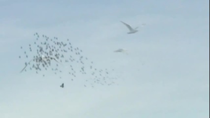 The Flight Of The Eagles Music by Hanz Zimmer