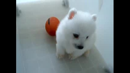 Снежно бяло, сладко кученце си играе 