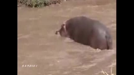 Дивата природа - кой ще обядва ?