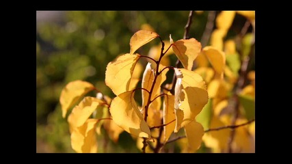 Par pedejo lapu (листья Желтые) - Martin Loik 