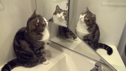 Коте с 3 огледала