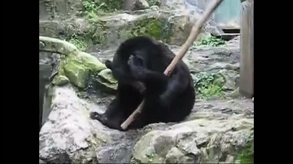Кунг Фу Мечка 