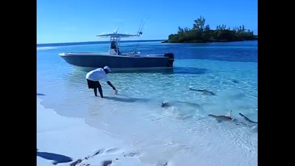 Невероятно Акули излизат на брега ! 