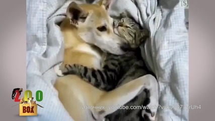 Любовта между кучета и котки