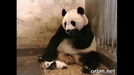 Малка панда киха и майката се стряска 