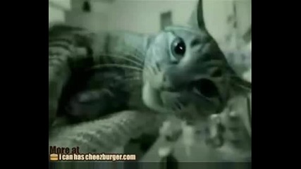Агресивни Котки мразят Камери :))) Пазете се ! Смях !!!