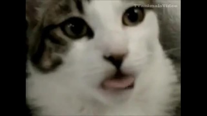 crazy cat