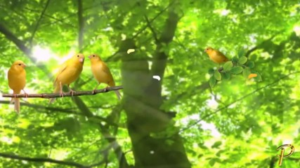 Зеленото - цветът на живота, обновяването, природата и енергията! ... ( music by Tim Janis)