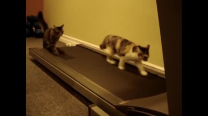Две сладки котета на фитнес 