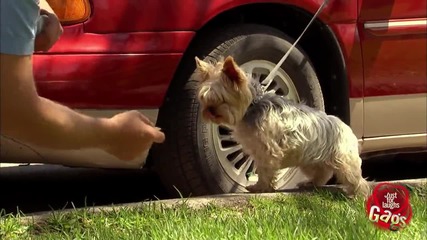 Малко кученце дърпа кола - Скрита Камера