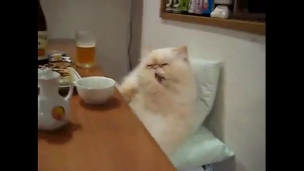 Коте седи на маса