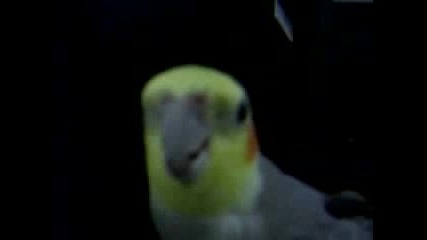 Bird Beatboxing