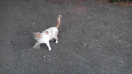Vid_20150816_060243