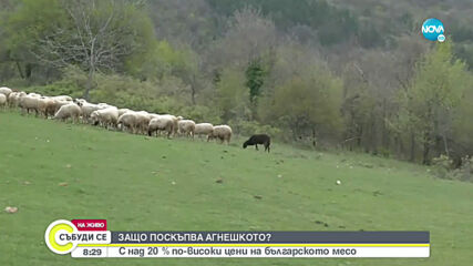 Защо поскъпва агнешкото?