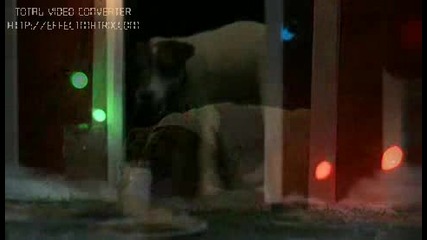 И кучетата се приготвят за Коледа 