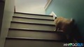 Сладко куче изкачва стълби