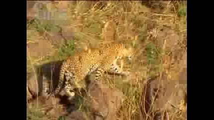 Леопард търсения за малките след атака