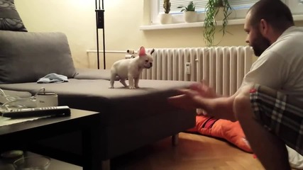 Кученце се престрашава да скочи в ръцете на стопанина си