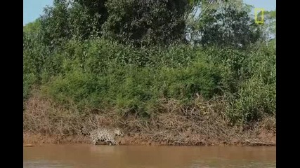 Ягуар атакуващ кайман