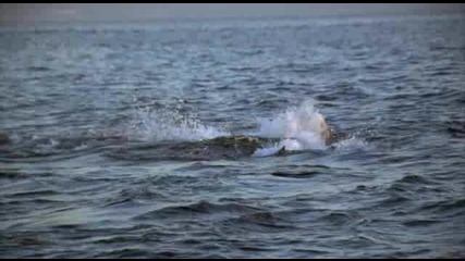 Голямата Бяла Акула Vs Тюлен (bbc)