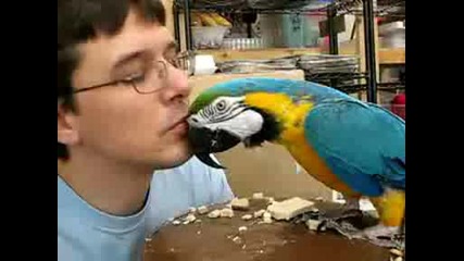 Папагал целува