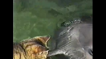 Коте целува делфинчета