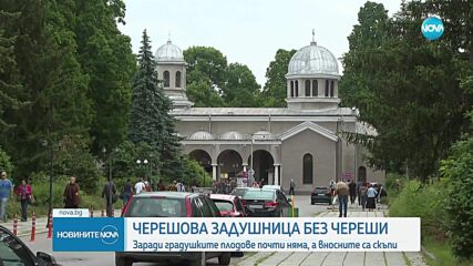 Черешова Задушница е