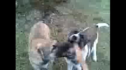 Tri Mese4ni Ku4eta Krastoska Mejdu Kangal