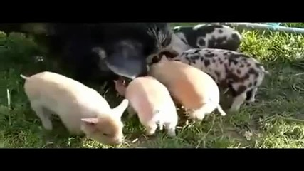 Прасетата могат да летят