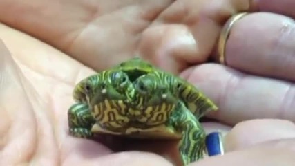 Двуглава костенурка в Тексас на име Телма и Луиз