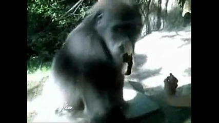 Most Awesome Monkeys 