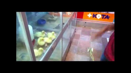 Забавно - малки патета гледат йо-йо