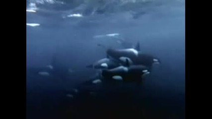 Косатките