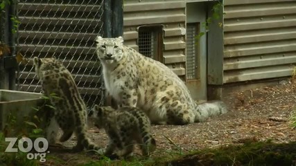 Малки снежни леопардчета и майка им..