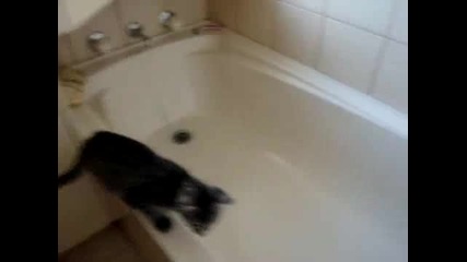 Коте Срещу Вана